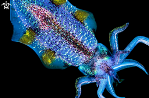 A Sepioteuthis Sepioidea | Caribbean Reef Squid