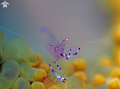 A Periclimenes sarasvati | soft coral shrimp