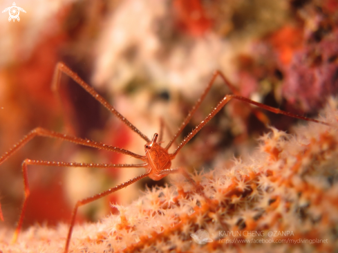 A Chirostylus ortmanni | Spider Squat Lobster 