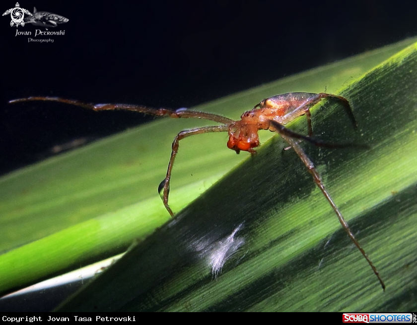 A Vodeni pauk / Water spider