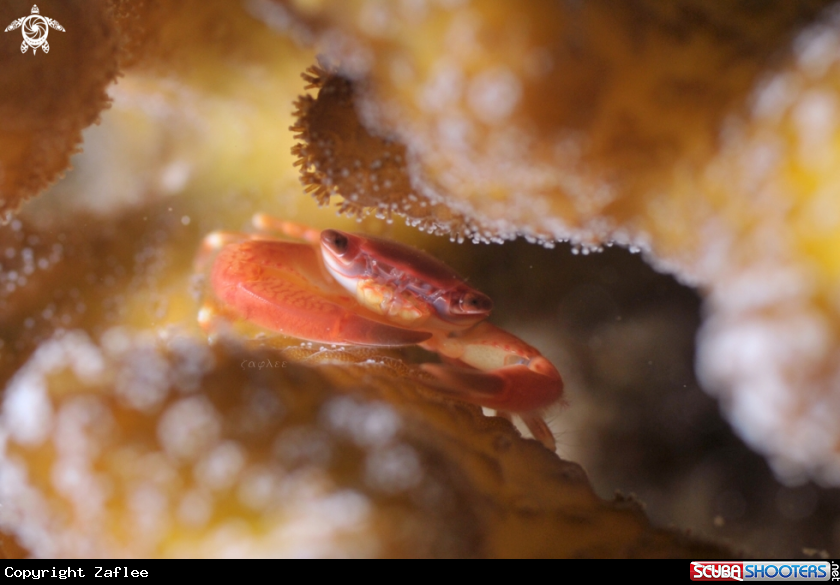 A Coral Crab