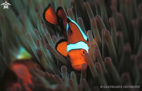 A Amphyprion Percula | Clown Fish