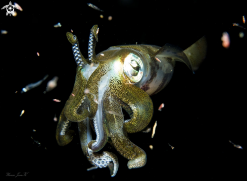 A Squid | Bigfin Reef squid