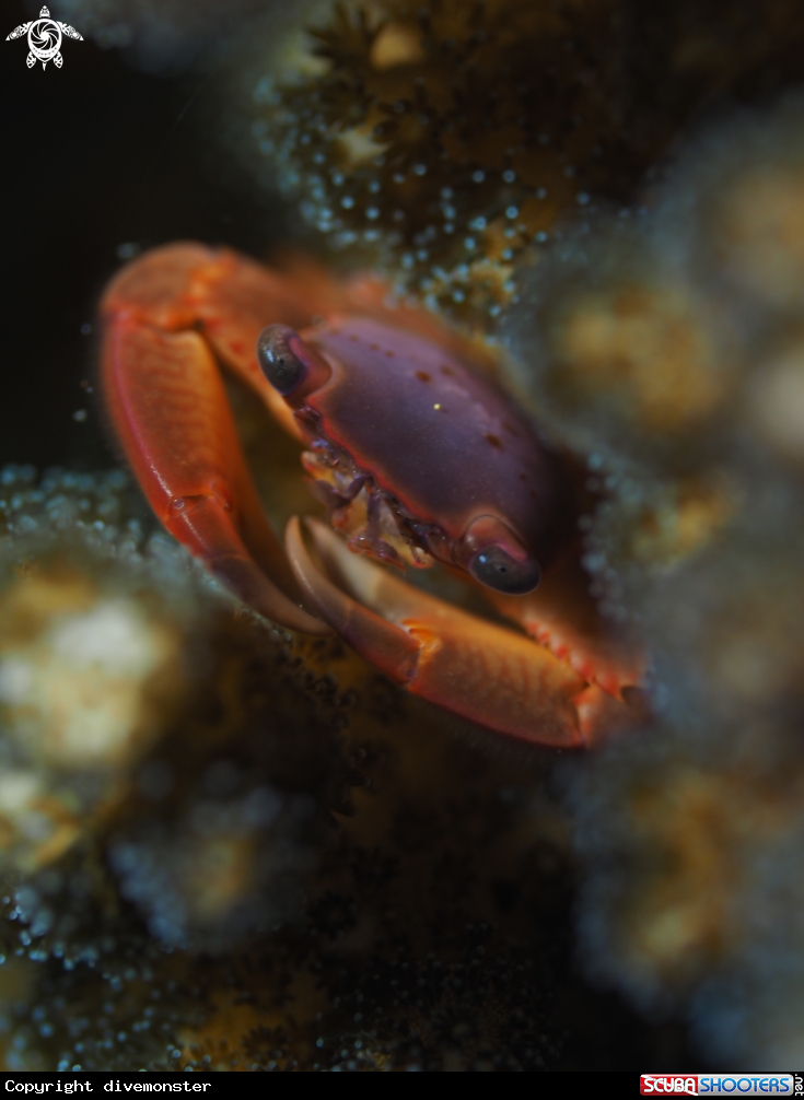 A Red-Dotted Guard Crab