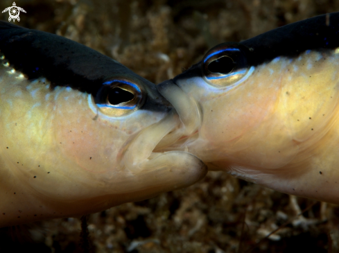 A Pseudochromis perpicillatus | Blackstripe Dottyback