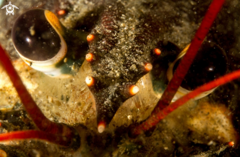 A European lobster