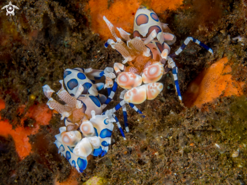 A Harlequin Shrimps