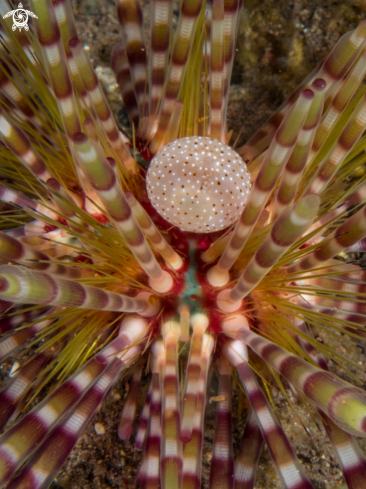 A Double Spined Urchin