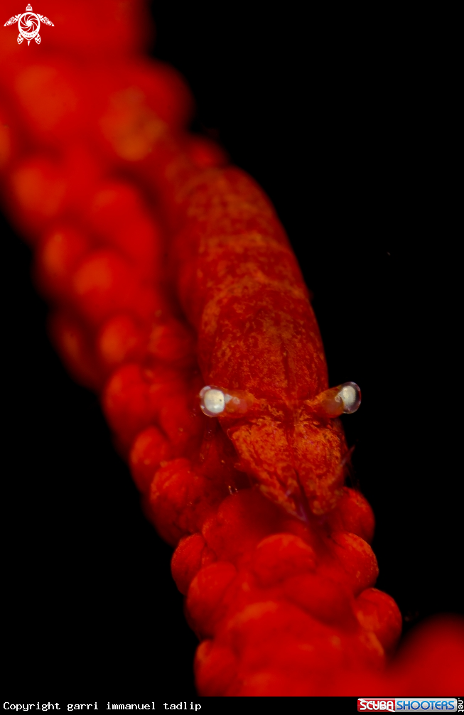A star shrimp