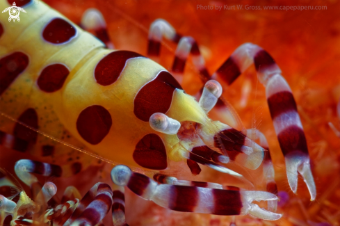 A Periclimenes coleman | Clemani shrimp