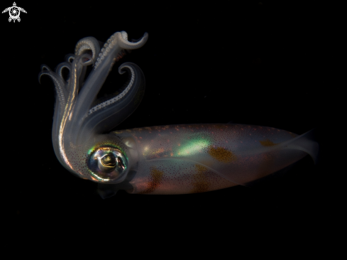 A Sepioteuthis lessoniana | Bigfin Reef Squid