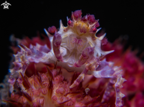 A Hoplophrys oatesi | Candy Crab