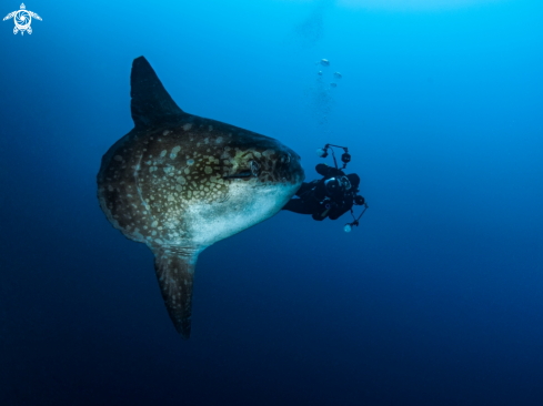 A Mola ramsayi | Southern Ocean Sunfish