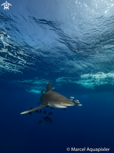 A Carcharhinus Longimanus | Oceanic White Tip Shark