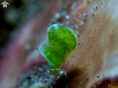 A phycocaris sp | Algae