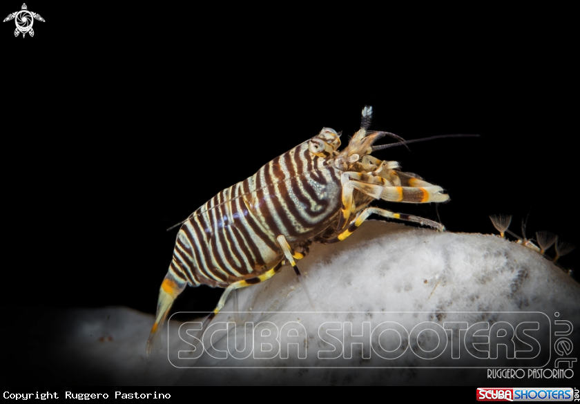 A Bumblebee shrimp