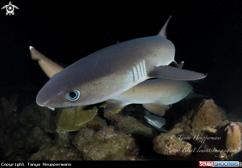 A Whitetip Reef Shark