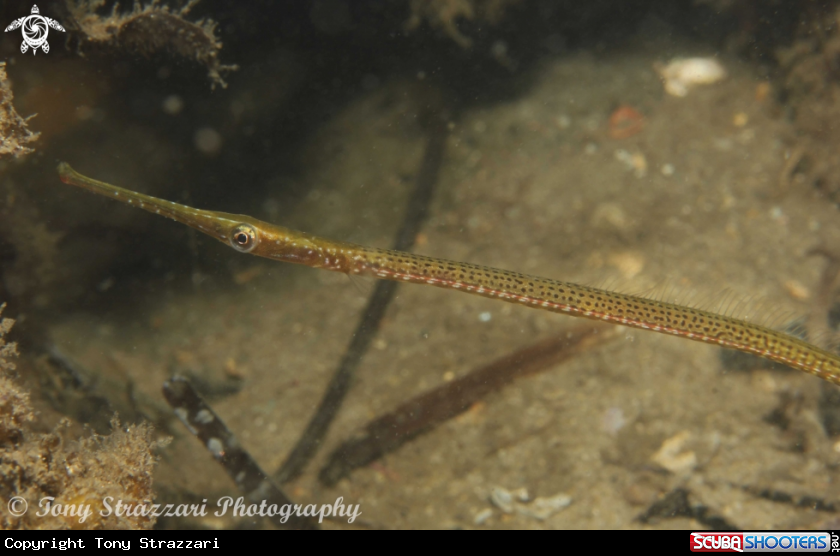 A Wide-bodied Pipefish