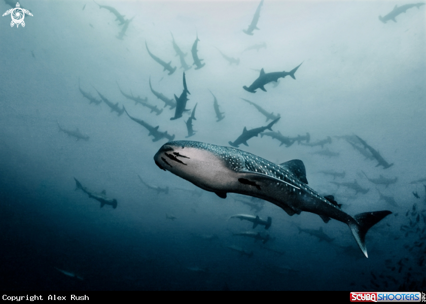 A Whale shark & hammerhead sharks