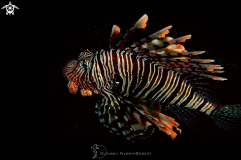 A Pterois volitans | lionfish