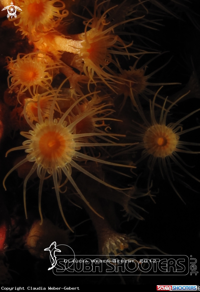 A yellow sun-anemone