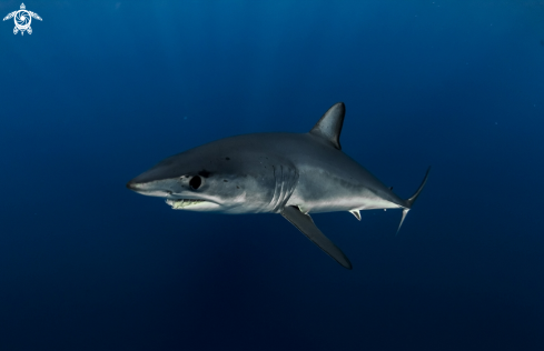 A Mako shark