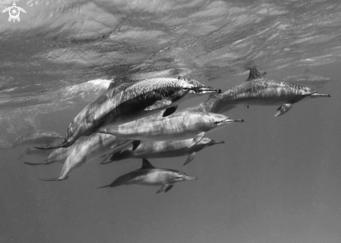 A Dolphin Longirostri | Dolphin Longirostri