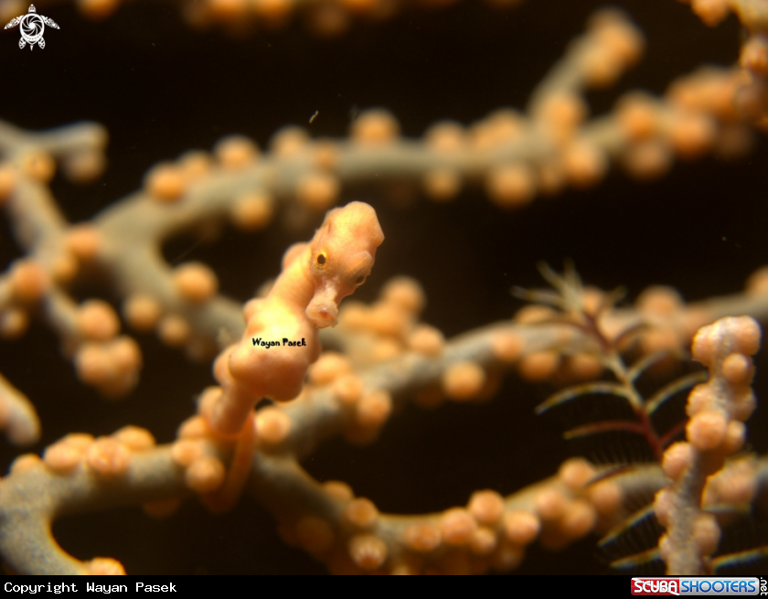 A denise pygmy seahorse