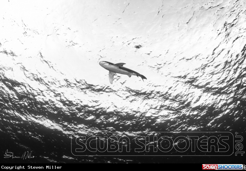A Oceanic Whitetip Shark