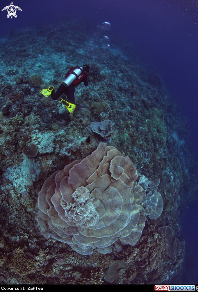 A Foliose Coral