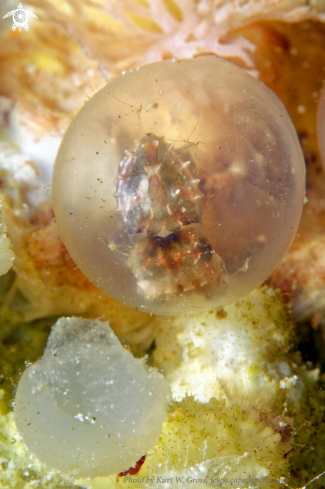 A Metasepia pfefferi juv. | Egg with Flamboin Sepia