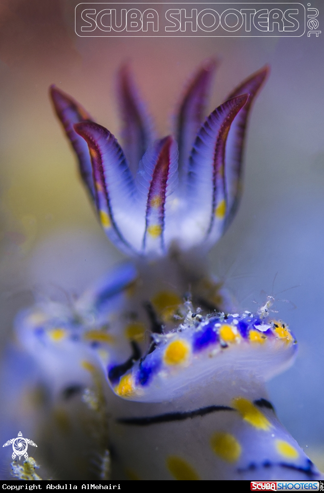 A Hypselodoris with shrimp