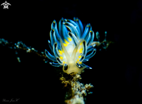 A blue fire nudibranch