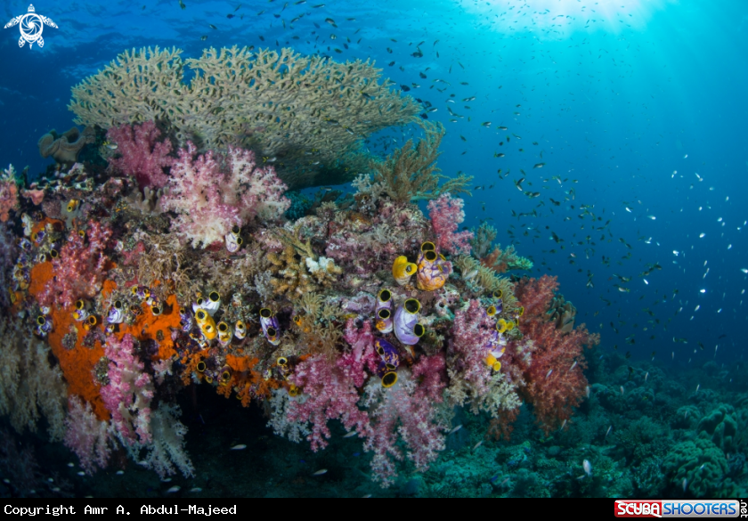 A Raja Ampat Reef