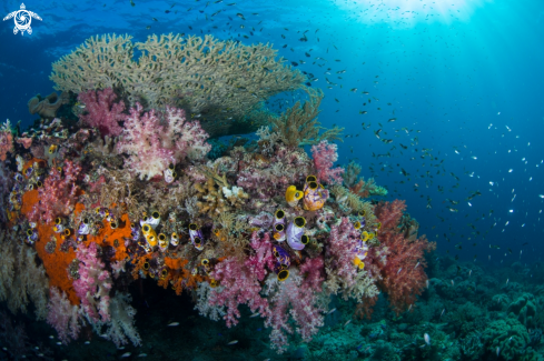 A Raja Ampat Reef