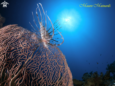 A Young lionfish