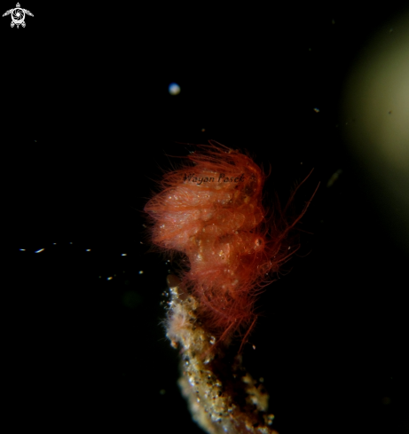 A Phycocaris simulans | algae shrimp