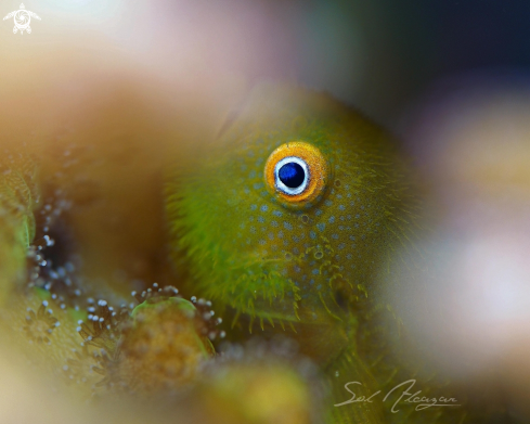 A Bearded coral goby