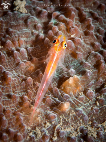 A Gobiidae | Goby