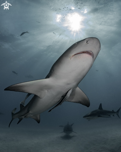 A Negaprion brevirostris, Galeocerdo cuvier, Carcharhinus perezii | Lemon shark, tiger shark, Caribbean reef shark