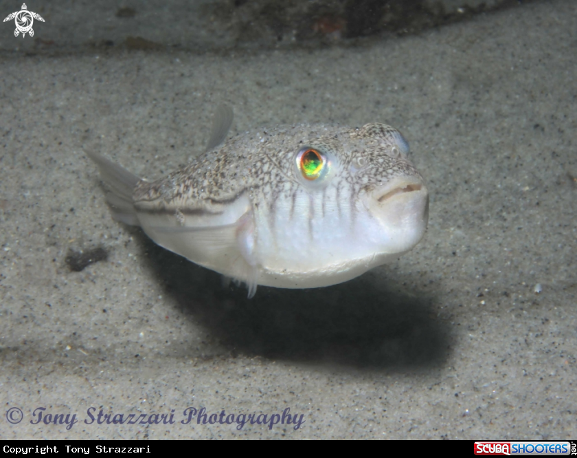 A Weeping toadfish