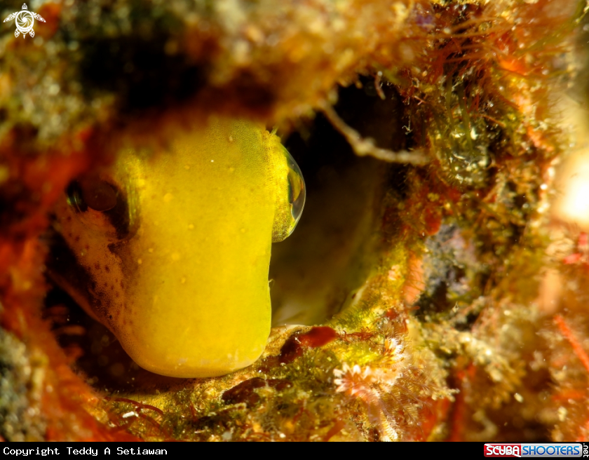 A yellow goby 
