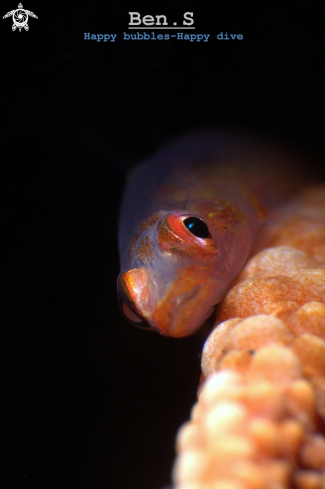 A ( Bryanninops loki )  | whip coral goby