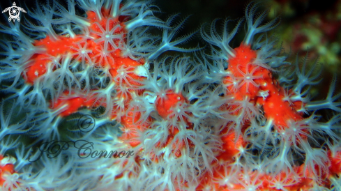 A Corallium rubrum | Corail rouge
