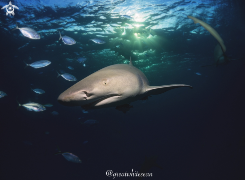 A Negaprion brevirostris | Lemon Shark