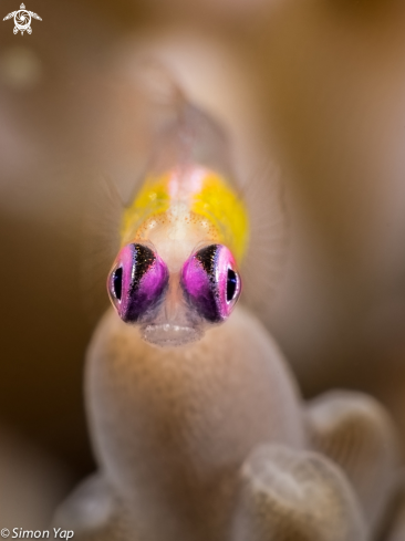 A Bryaninops natans | Pink-eye Goby