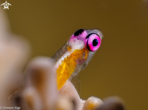 A Bryaninops natans | Pink-eye Goby