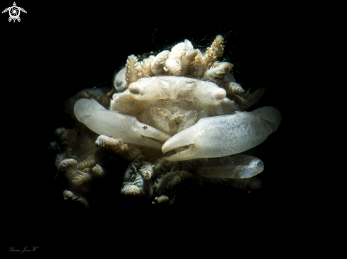 A Porceline crab | Porceline crab