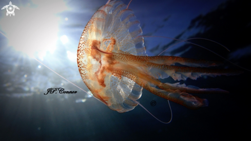 A Pelagia noctiluca | méduse pélagique