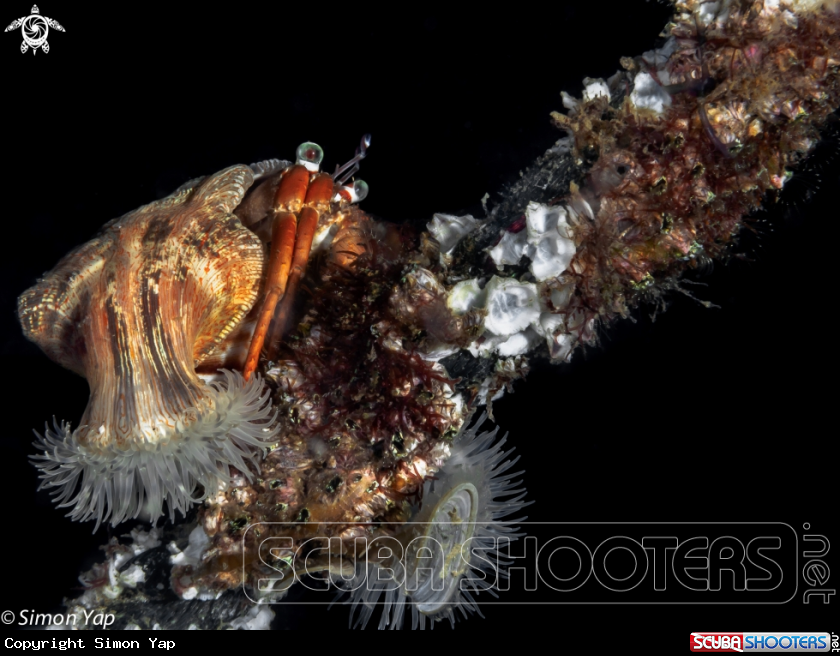 A Jewelled Anemone Hermit Crab